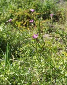 Dianthus cyri Flower,Mature form,Leaves,Tracheophyta,Asia,Caryophyllales,Terrestrial,Caryophyllaceae,Magnoliopsida,Dianthus,Photosynthetic,Plantae,Not Evaluated