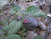 Pavonia arabica flower Flower,Leaves,Malvales,Magnoliopsida,IUCN Red List,Terrestrial,Pavonia,Africa,Plantae,Tracheophyta,Asia,Photosynthetic,Not Evaluated,Malvaceae