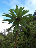 Haha crown Mature form,Campanulaceae,Cyanea,Tracheophyta,Terrestrial,hamatiflora,Campanulales,Plantae,Magnoliopsida,Photosynthetic,Pacific,Critically Endangered,Mountains,IUCN Red List