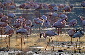 Lesser flamingos at edge of Lake Bogoria