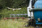 Barn owl in flight with vole kill in farmyard Chordates,Chordata,Tytonidae,Barn Owls,Owls,Strigiformes,Aves,Birds,Africa,alba,Australia,Asia,Urban,Europe,Tyto,Species of Conservation Concern,Carnivorous,Agricultural,Animalia,Wildlife and Conserva