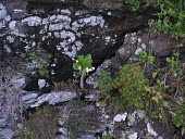 Puaala growing on cliff Mature form,Flower,Scrub,Magnoliopsida,Tracheophyta,Critically Endangered,Campanulaceae,Soil,Photosynthetic,North America,Terrestrial,Campanulales,Rock,Brighamia,Plantae,rockii,Grassland,IUCN Red List