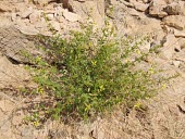 Cleome brachycarpa in flower Leaves,Mature form,Flower,Plantae,Europe,Capparaceae,Capparales,Australia,North America,South America,Agricultural,Photosynthetic,Magnoliopsida,Africa,Grassland,Cleome,Asia,Terrestrial,Tracheophyta