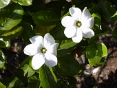 Hawaiian gardenia in flower Mature form,Flower,North America,Photosynthetic,Tracheophyta,Rubiaceae,Critically Endangered,Gardenia,Terrestrial,Plantae,Rubiales,brighamii,Magnoliopsida,Pacific,IUCN Red List