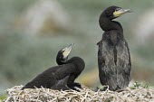 Cormorant chicks Species in habitat shot,Habitat,Chick,Aves,Birds,Chordates,Chordata,Phalacrocoracidae,Cormorants,Ciconiiformes,Herons Ibises Storks and Vultures,Flying,North America,Aquatic,Species of Conservation Co