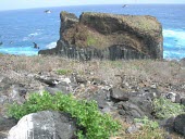 Christmas shearwaters in habitat Flying,Species in habitat shot,Locomotion,Adult,Habitat,Chordates,Chordata,Aves,Birds,Procellariidae,Shearwaters and Petrels,Ciconiiformes,Herons Ibises Storks and Vultures,South America,Terrestrial,A