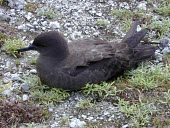 Christmas shearwater Adult,Chordates,Chordata,Aves,Birds,Procellariidae,Shearwaters and Petrels,Ciconiiformes,Herons Ibises Storks and Vultures,South America,Terrestrial,Animalia,Puffinus,Ocean,Marine,Least Concern,Coasta