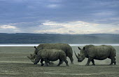 White rhinoceros family Rhinocerous,Rhinocerotidae,Perissodactyla,Odd-toed Ungulates,Mammalia,Mammals,Chordates,Chordata,Appendix II,Scrub,simum,Terrestrial,Savannah,Near Threatened,Africa,Critically Endangered,Ceratotherium