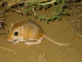 Cheesmans gerbil Adult,Mammalia,Mammals,Rodents,Rodentia,Rats, Mice, Voles and Lemmings,Muridae,Chordates,Chordata,Animalia,Sand-dune,Gerbillus,Asia,cheesmani,Desert,Semi-desert,Terrestrial,Omnivorous,Least Concern,IU