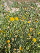 Pulicaria undulata in flower Flower,Compositae,Africa,Photosynthetic,Asterales,Terrestrial,Plantae,Magnoliopsida,Pulicaria,Tracheophyta