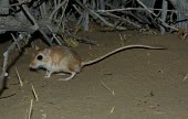 Cheesmans gerbil, side profile Adult,Mammalia,Mammals,Rodents,Rodentia,Rats, Mice, Voles and Lemmings,Muridae,Chordates,Chordata,Animalia,Sand-dune,Gerbillus,Asia,cheesmani,Desert,Semi-desert,Terrestrial,Omnivorous,Least Concern,IU