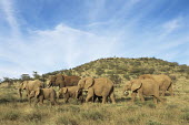 African elephant family on the move Elephants,Elephantidae,Chordates,Chordata,Elephants, Mammoths, Mastodons,Proboscidea,Mammalia,Mammals,Appendix I,Africa,Appendix II,Savannah,Herbivorous,Terrestrial,Animalia,Convention on Migratory Sp