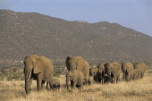 African elephant procession Elephants,Elephantidae,Chordates,Chordata,Elephants, Mammoths, Mastodons,Proboscidea,Mammalia,Mammals,Appendix I,Africa,Appendix II,Savannah,Herbivorous,Terrestrial,Animalia,Convention on Migratory Sp