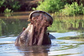 Bull hippo gaping Hippopotamidae,Hippopotamuses,Mammalia,Mammals,Even-toed Ungulates,Artiodactyla,Chordates,Chordata,Appendix II,Aquatic,Ponds and lakes,Omnivorous,Hippopotamus,Cetartiodactyla,Vulnerable,amphibius,Anim