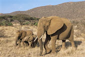 African elephant mother with calf and baby Elephants,Elephantidae,Chordates,Chordata,Elephants, Mammoths, Mastodons,Proboscidea,Mammalia,Mammals,Appendix I,Africa,Appendix II,Savannah,Herbivorous,Terrestrial,Animalia,Convention on Migratory Sp