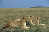 Lions resting Felidae,Cats,Mammalia,Mammals,Carnivores,Carnivora,Chordates,Chordata,leo,Animalia,Savannah,Africa,Scrub,Appendix II,Asia,Panthera,Vulnerable,Desert,Terrestrial,Carnivorous,IUCN Red List