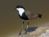 Spur-winged lapwing Adult,Chordates,Chordata,Aves,Birds,Ciconiiformes,Herons Ibises Storks and Vultures,Charadriidae,Lapwings, Plovers,Vanellus,Charadriiformes,Aquatic,Flying,Agricultural,Europe,Coastal,Asia,Wetlands,Lea