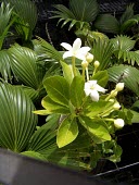 Puaala flowers Flower,Mature form,Scrub,Magnoliopsida,Tracheophyta,Critically Endangered,Campanulaceae,Soil,Photosynthetic,North America,Terrestrial,Campanulales,Rock,Brighamia,Plantae,rockii,Grassland,IUCN Red List