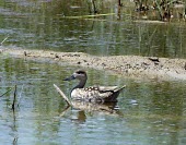 Marbled duck swimming Adult,Omnivorous,Wetlands,Brackish,Chordata,Flying,Aves,angustirostris,Anatidae,Aquatic,Anseriformes,Africa,Marmaronetta,Terrestrial,Europe,Convention on Migratory Species (CMS),Vulnerable,Asia,Animal