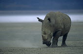 White rhinoceros approaching Rhinocerous,Rhinocerotidae,Perissodactyla,Odd-toed Ungulates,Mammalia,Mammals,Chordates,Chordata,Appendix II,Scrub,simum,Terrestrial,Savannah,Near Threatened,Africa,Critically Endangered,Ceratotherium