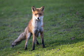 Red fox Chordates,Chordata,Mammalia,Mammals,Carnivores,Carnivora,Dog, Coyote, Wolf, Fox,Canidae,Asia,Africa,Common,Riparian,Terrestrial,Animalia,vulpes,Omnivorous,Vulpes,Urban,Europe,Temperate,Mountains,Agric