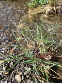 Jungle ricegrass Mature form,Poales,Poaceae,Grasses,Magnoliophyta,Flowering Plants,Monocots,Liliopsida,Asia,Plantae,Least Concern,Tracheophyta,Terrestrial,Cyperales,Photosynthetic,Africa,Echinochloa,IUCN Red List