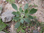 Anastatica hierochuntica seedling Leaves,Seedling,Photosynthetic,Magnoliopsida,Plantae,Terrestrial,Capparales,Desert,Tracheophyta,Africa,Anastatica,Cruciferae