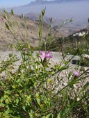 Dianthus cyri flower Mature form,Flower,Tracheophyta,Asia,Caryophyllales,Terrestrial,Caryophyllaceae,Magnoliopsida,Dianthus,Photosynthetic,Plantae,Not Evaluated