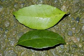 Ilex uraiensis leaves Leaves,Endangered,Celastrales,Magnoliopsida,Temperate,Ilex,Tracheophyta,Terrestrial,Aquifoliaceae,Forest,Plantae,Photosynthetic,Asia,IUCN Red List