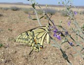 Common swallowtail side view Arthropoda,Animalia,Lepidoptera,Wetlands,Species of Conservation Concern,Papilionidae,Papilio,Insecta,Herbivorous,Flying,Fluid-feeding,Europe