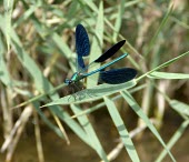 Male Syrian demoiselle Terrestrial,Calopteryx,Insecta,Aquatic,IUCN Red List,syriaca,Fresh water,Asia,Calopterygidae,Odonata,Carnivorous,Animalia,Endangered,Arthropoda,Flying