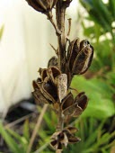 Aloe massawana seed capsules dehisced Seeds,Tracheophyta,Aloaceae,Sand-dune,Plantae,Soil,Terrestrial,Aloe,IUCN Red List,Liliales,Africa,Photosynthetic,Liliopsida,Vulnerable