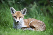 Red fox cub portrait Chordates,Chordata,Mammalia,Mammals,Carnivores,Carnivora,Dog, Coyote, Wolf, Fox,Canidae,Asia,Africa,Common,Riparian,Terrestrial,Animalia,vulpes,Omnivorous,Vulpes,Urban,Europe,Temperate,Mountains,Agric