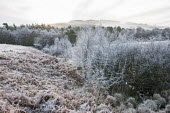 Hoar frost over heathland