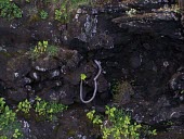 Puaala growing on cliff-side Mature form,Scrub,Magnoliopsida,Tracheophyta,Critically Endangered,Campanulaceae,Soil,Photosynthetic,North America,Terrestrial,Campanulales,Rock,Brighamia,Plantae,rockii,Grassland,IUCN Red List