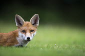 Red fox portrait Chordates,Chordata,Mammalia,Mammals,Carnivores,Carnivora,Dog, Coyote, Wolf, Fox,Canidae,Asia,Africa,Common,Riparian,Terrestrial,Animalia,vulpes,Omnivorous,Vulpes,Urban,Europe,Temperate,Mountains,Agric