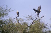 Pallas's fish-eagles in tree Species in habitat shot,Habitat,Appendix II,Asia,Terrestrial,Chordata,Wetlands,Ponds and lakes,Arboreal,Carnivorous,Aves,Accipitridae,Vulnerable,Streams and rivers,Animalia,leucoryphus,Haliaeetus,Flyi