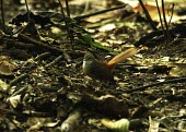 Long-tailed fantail on the ground Habitat,Species in habitat shot,Passeriformes,Near Threatened,Tropical,Asia,Animalia,Flying,opistherythra,Aves,Rhipiduridae,Terrestrial,Rhipidura,Chordata,Carnivorous,IUCN Red List