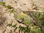 Cleome brachycarpa flower and buds Mature form,Leaves,Flower,Plantae,Europe,Capparaceae,Capparales,Australia,North America,South America,Agricultural,Photosynthetic,Magnoliopsida,Africa,Grassland,Cleome,Asia,Terrestrial,Tracheophyta