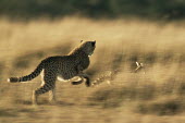 Cheetah chasing serval cat