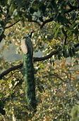 Peacock in tree at dawn Chordates,Chordata,Phasianidae,Grouse, Partridges, Pheasants, Quail, Turkeys,Aves,Birds,Gallinaeous Birds,Galliformes,Pavo,Animalia,Asia,Flying,Scrub,Temperate,Savannah,Herbivorous,Least Concern,crist