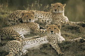 Cheetah family resting Chordates,Chordata,Carnivores,Carnivora,Mammalia,Mammals,Felidae,Cats,jubatus,Savannah,Appendix I,Africa,Acinonyx,Critically Endangered,Carnivorous,Terrestrial,Animalia,Endangered,Scrub,Vulnerable,IUC