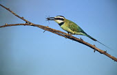 White-throated bee-eater with insect