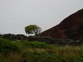 Ohe makai tree in landscape Species in habitat shot,Habitat,Mature form,Magnoliopsida,Pacific,Tracheophyta,Photosynthetic,Apiales,Plantae,sandwicensis,Near Threatened,North America,Araliaceae,Reynoldsia,IUCN Red List,Terrestrial