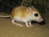 Cheesmans gerbil Adult,Mammalia,Mammals,Rodents,Rodentia,Rats, Mice, Voles and Lemmings,Muridae,Chordates,Chordata,Animalia,Sand-dune,Gerbillus,Asia,cheesmani,Desert,Semi-desert,Terrestrial,Omnivorous,Least Concern,IU