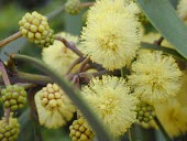 Close up of koaia flowers Flower,Mature form,Terrestrial,North America,Photosynthetic,koaia,Leguminosae,Vulnerable,Plantae,Fabales,Tracheophyta,Magnoliopsida,Scrub,Acacia,IUCN Red List