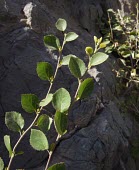 Grewia tenax leaves Leaves,Habitat,Mature form,Species in habitat shot,Desert,Terrestrial,Magnoliopsida,Malvales,Not Evaluated,Asia,Grewia,Photosynthetic,Africa,IUCN Red List,Plantae,Tiliaceae,Tracheophyta