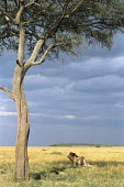 Lions under desert date