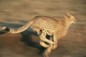 Cheetah sprinting Chordates,Chordata,Carnivores,Carnivora,Mammalia,Mammals,Felidae,Cats,jubatus,Savannah,Appendix I,Africa,Acinonyx,Critically Endangered,Carnivorous,Terrestrial,Animalia,Endangered,Scrub,Vulnerable,IUC