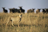 Cheetah being watched by wildebeest on horizon Mammalia,Mammals,Even-toed Ungulates,Artiodactyla,Bovidae,Bison, Cattle, Sheep, Goats, Antelopes,Chordates,Chordata,Animalia,Cetartiodactyla,taurinus,Herbivorous,Desert,Least Concern,Africa,Semi-deser